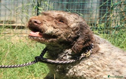 Lagotto cani in vendita: Lagotto romagnolo - maschio adulto 2 a Provincia di Ravenna - Immagine 2