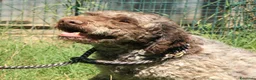Lagotto cani in vendita: Lagotto romagnolo - maschio adulto 2 a Provincia di Ravenna - Annuncio 2
