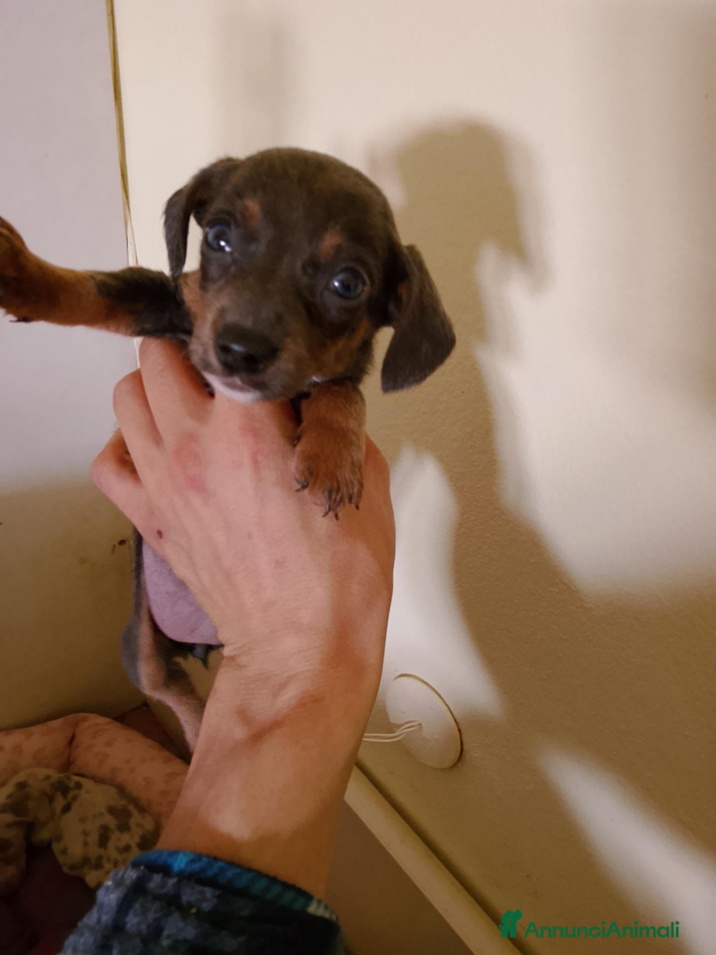 Bassotto Nano cani in vendita: Cuccioli di bassotto nano arlecchino cioccolato  - Annuncio 5