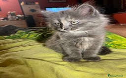 Siberiano gatti in vendita: Gatti siberiani  a Provincia di Biella - Immagine 11
