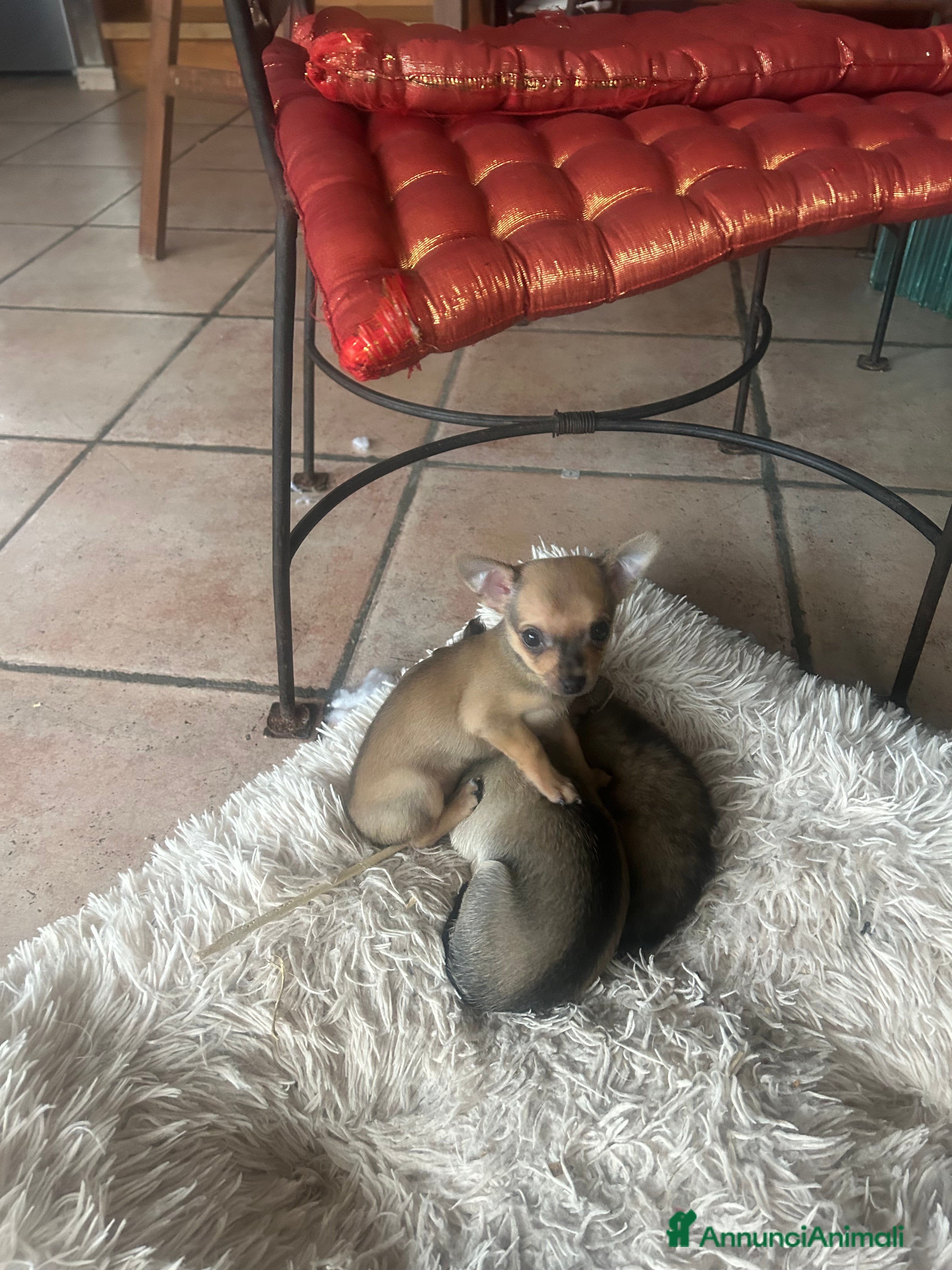 Chihuahua cani Tre Cuccioli femmine - Annuncio 2