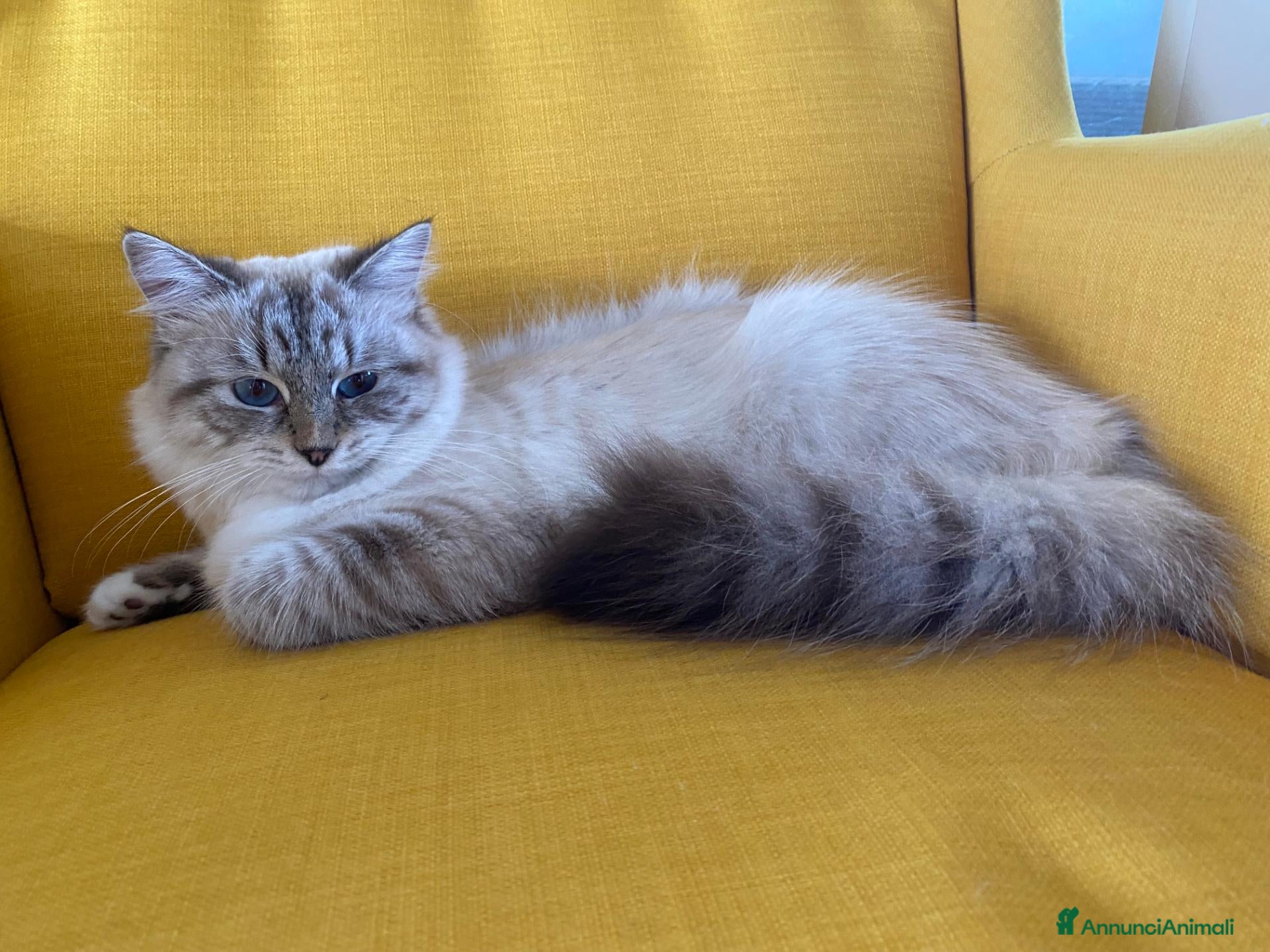 Siberiano gatti Siberiano Maschio Ipoallergenico - Annuncio 9