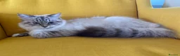 Siberiano gatti in vendita: Siberiano Maschio Ipoallergenico - Annuncio 1