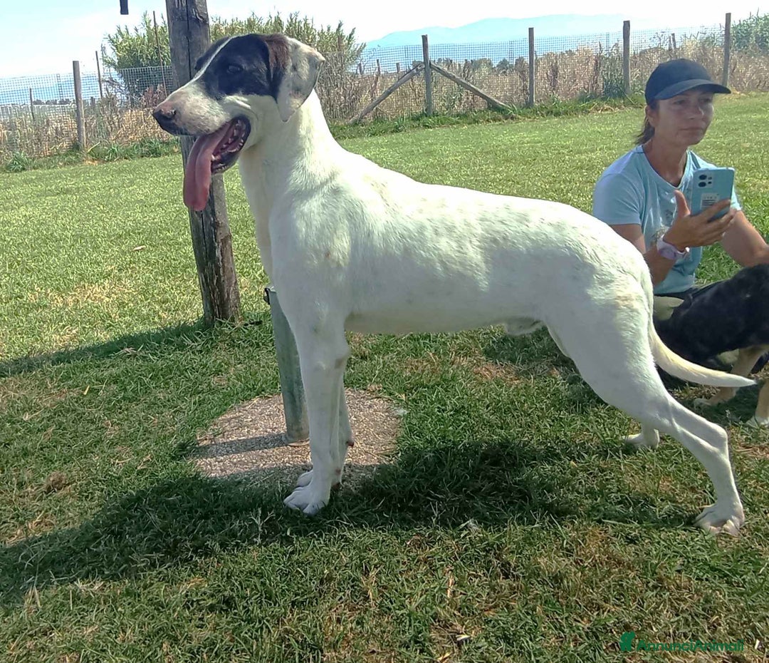 Meticcio cani in regalo: Pippo Franco mix segugio in adozione a Provincia di Latina - Annuncio 3