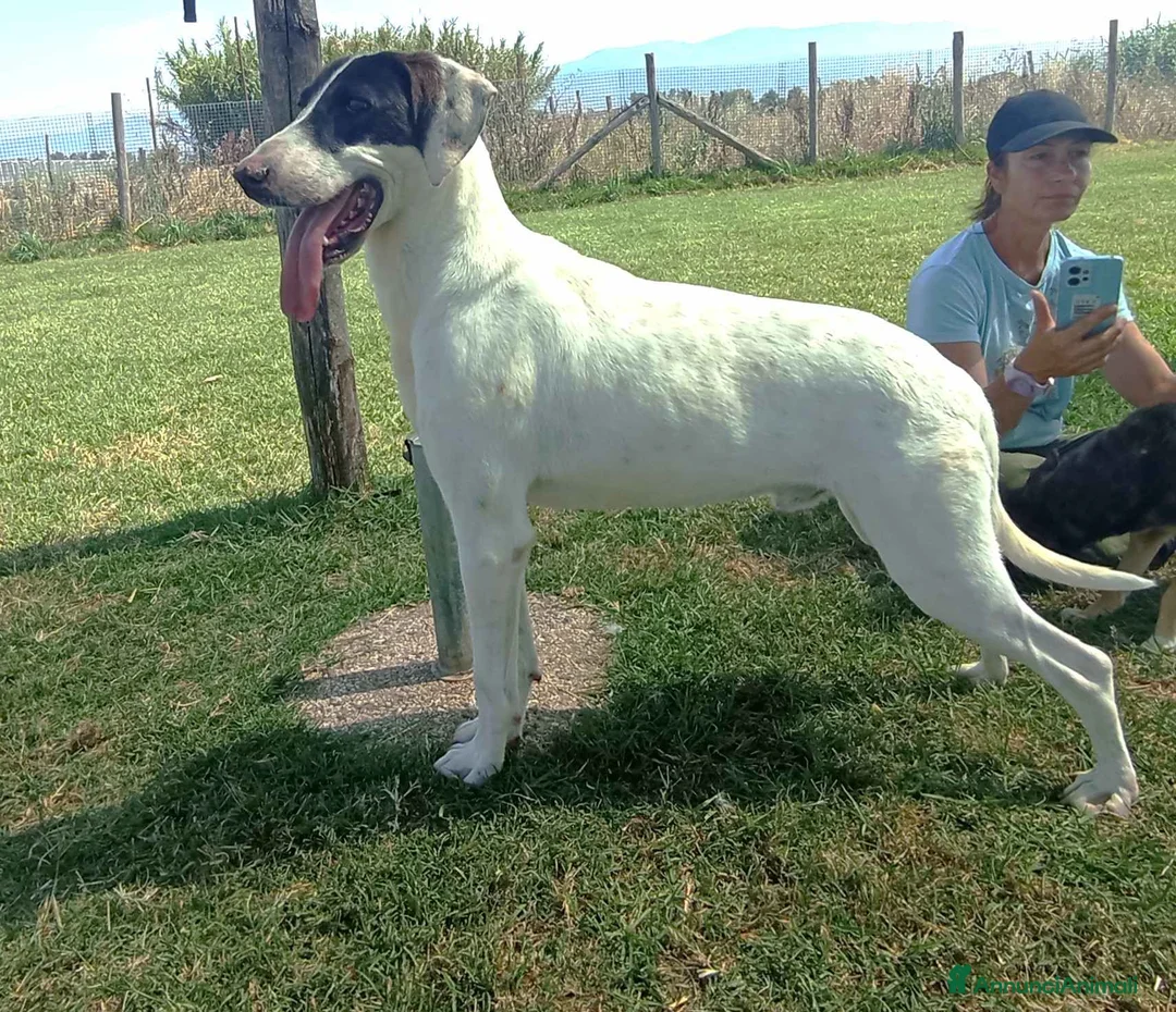 Meticcio cani in regalo: Pippo Franco mix segugio in adozione a Provincia di Latina - Annuncio 3