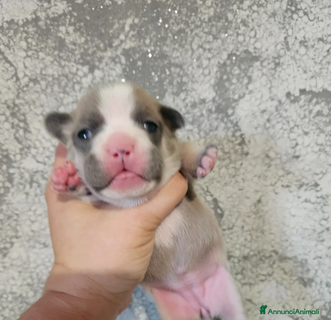 Bulldog Francese cani in vendita: Bulldog francese femmina  a Città Metropolitana di Torino - Annuncio 9