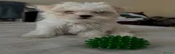 Maltese cani in vendita: Maltese MiniToy  - Annuncio 7