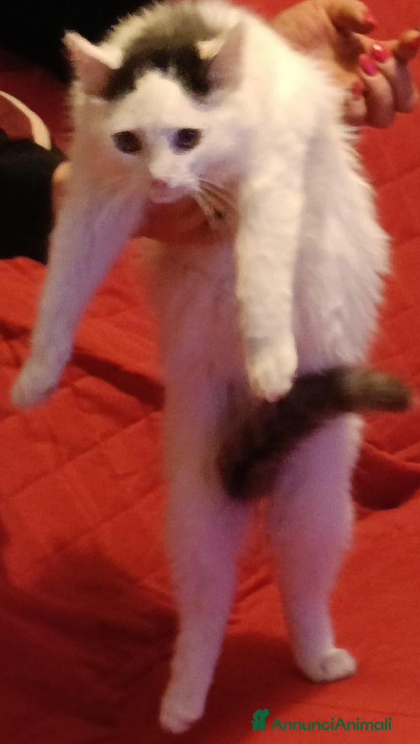 Meticcio gatti Gattini 4 mesi adozione - Annuncio 1