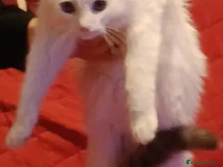 Meticcio gatti Gattini 4 mesi adozione - Annuncio 1