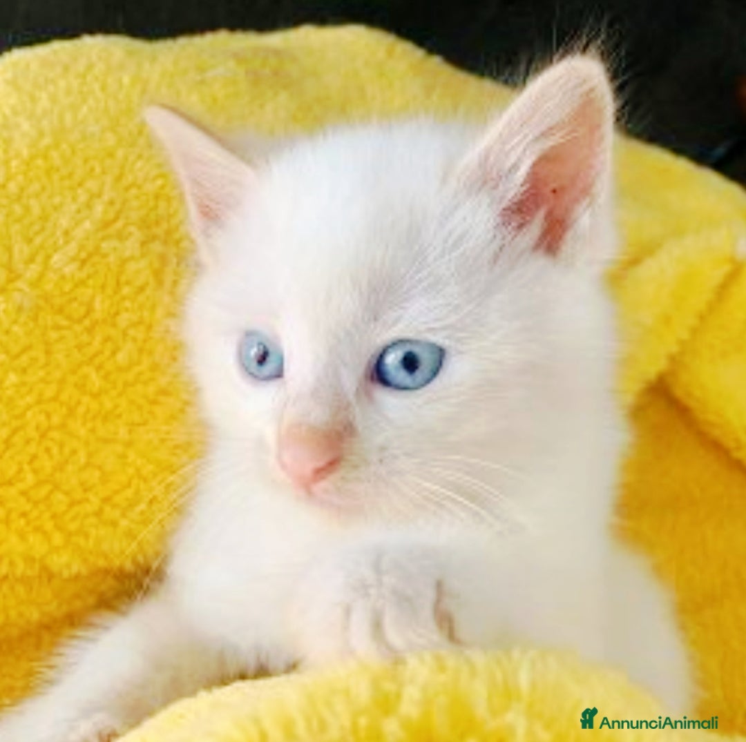 Siamese gatti in vendita: Gattini siamesi Red point  - Annuncio 1