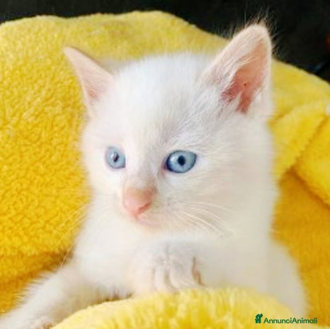 Siamese gatti Gattini siamesi Red point - Annuncio 1