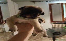 Bulldog Francese cani in vendita: Animali  a Città Metropolitana di Firenze - Immagine 5