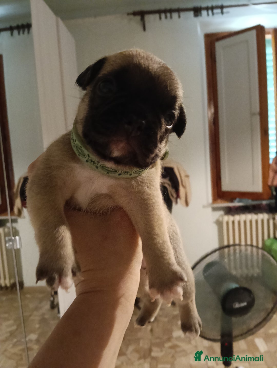 Bulldog Francese cani in vendita: Animali  a Città Metropolitana di Firenze - Immagine 5