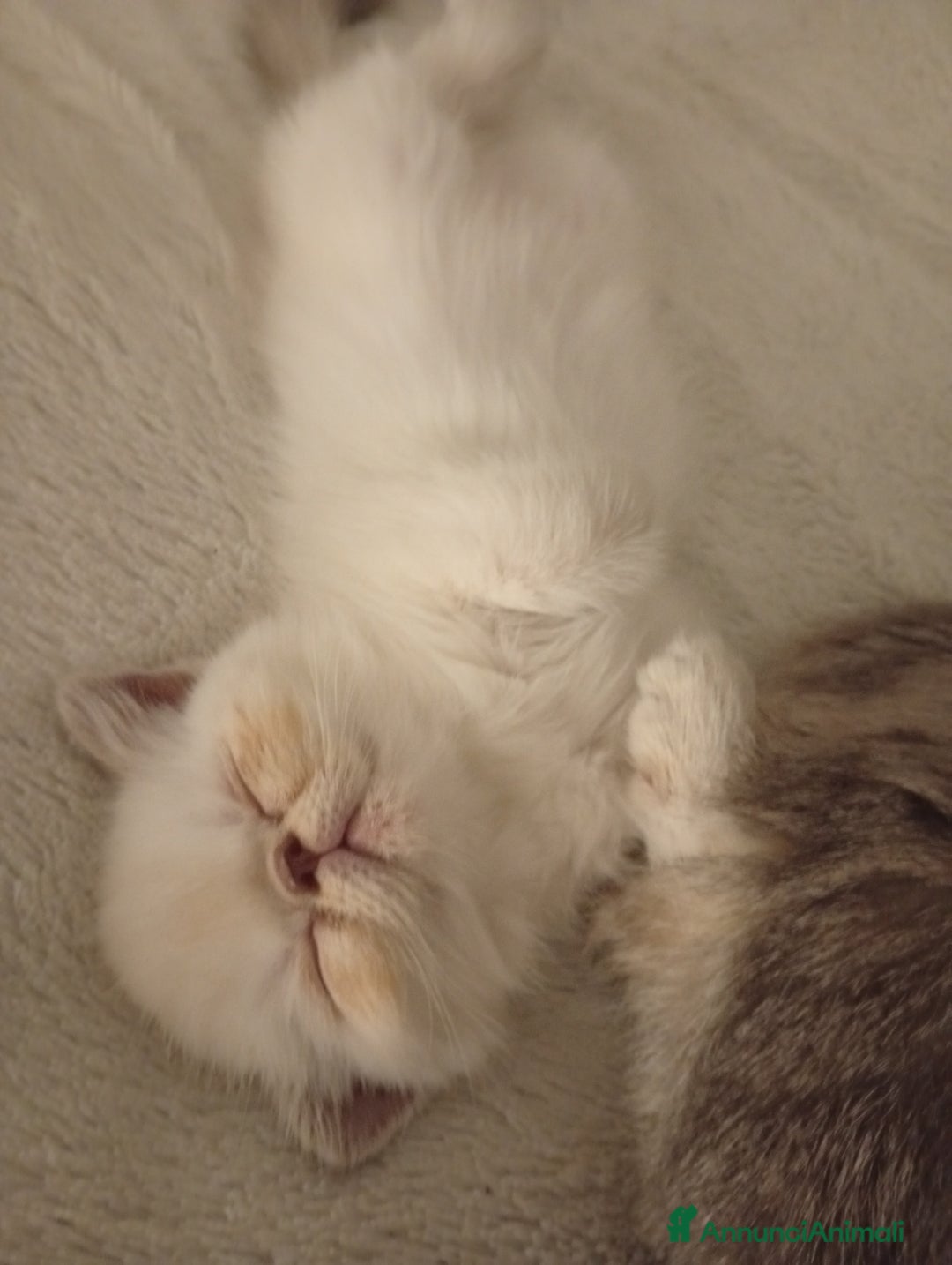 Exotic Shorthair gatti in vendita: Exotic Shorthair  - Annuncio 7