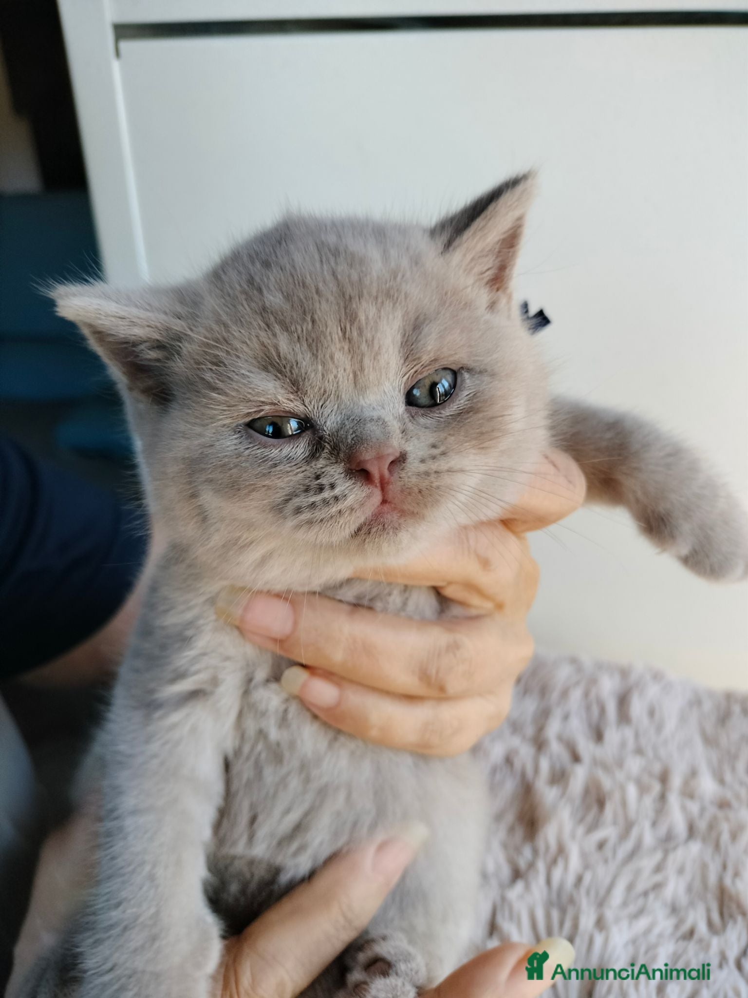 British gatti British shorthair  - Annuncio 1