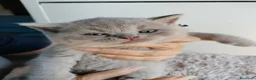 British gatti in vendita: British shorthair  - Annuncio 1