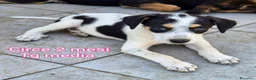 Meticcio cani in regalo: TANTI CUCCIOLI SOLI  a Provincia di Vicenza - Annuncio 8
