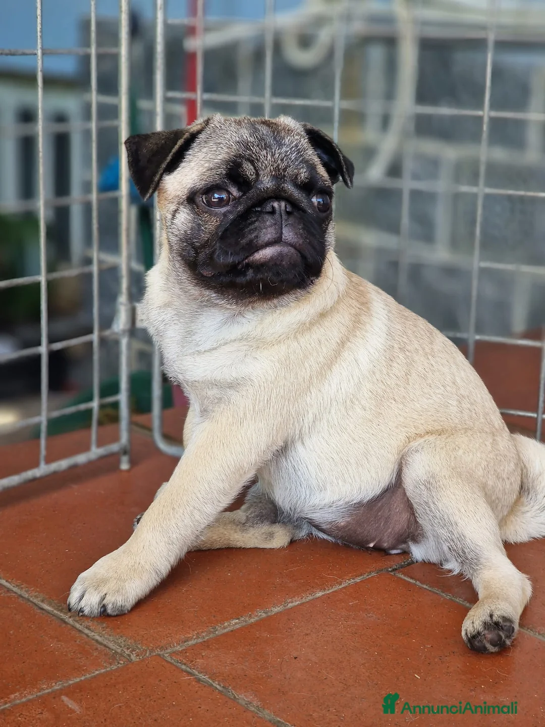 Carlino cani in vendita: Carlino cucciolo - Annuncio 3