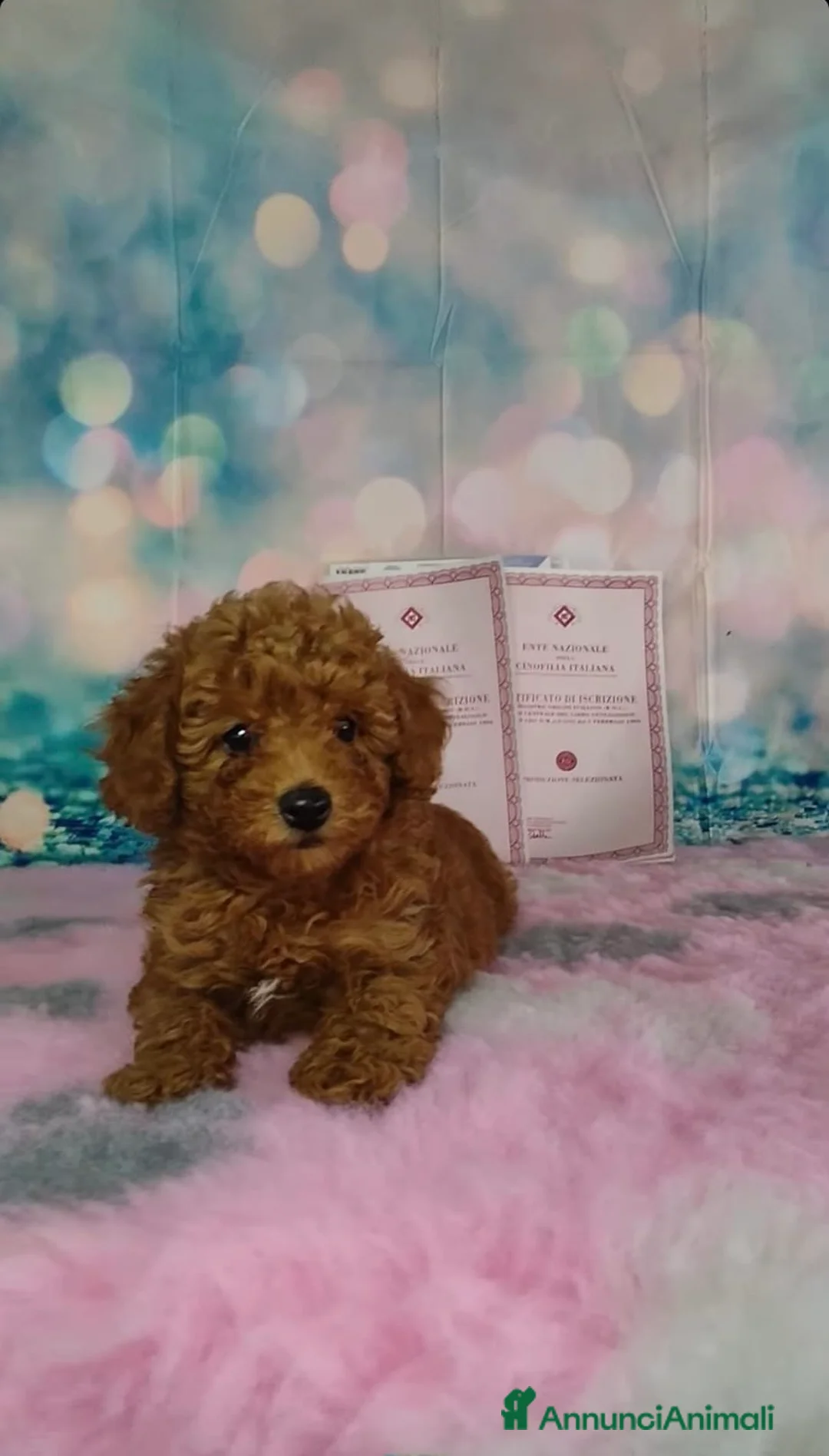 Barboncino Toy cani in vendita: Barboncini toy  - Annuncio 1