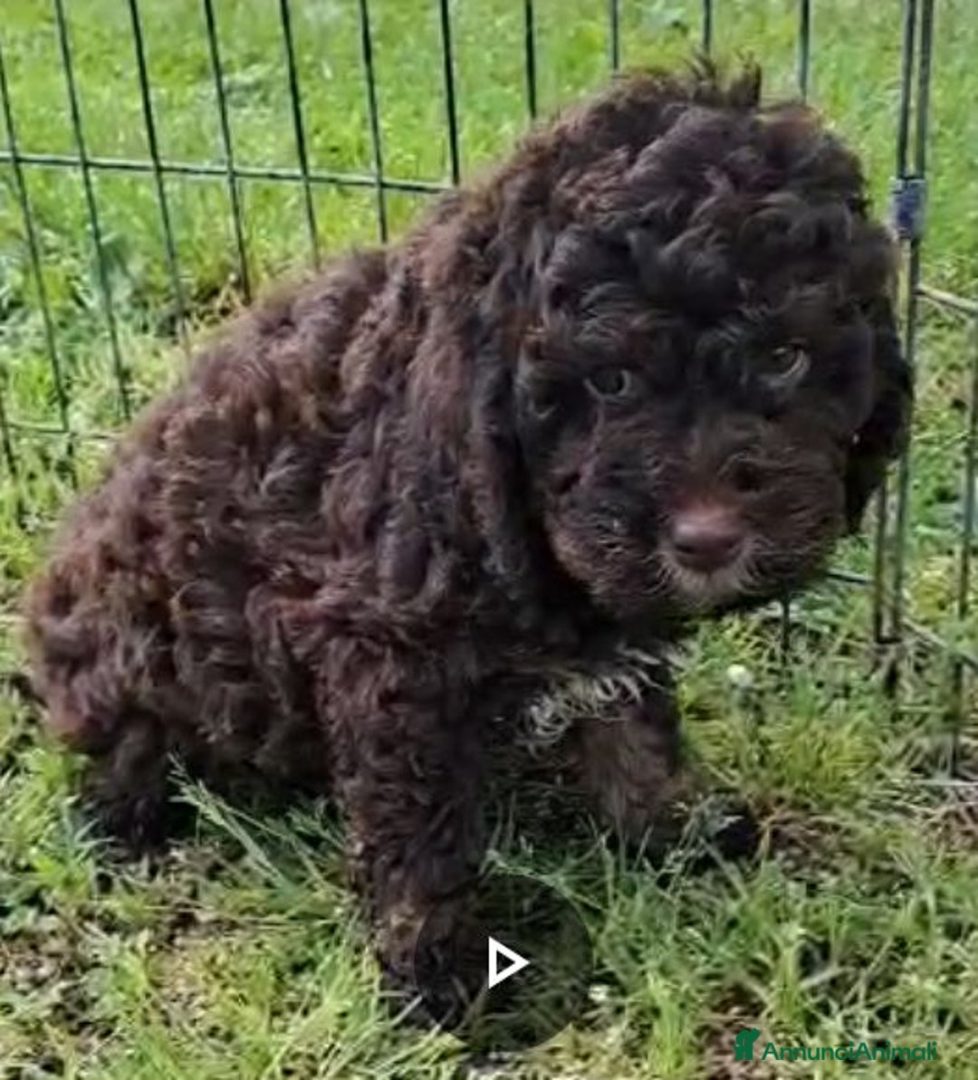 Lagotto cani in vendita: Cuccioli di Lagotto con pedigree, test e RX - Immagine 5