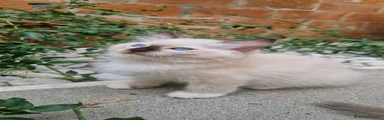 Ragdoll 1