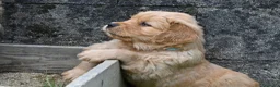 Golden Retriever cani in vendita: Allevamento professionale  cucciolata inglese - Annuncio 23