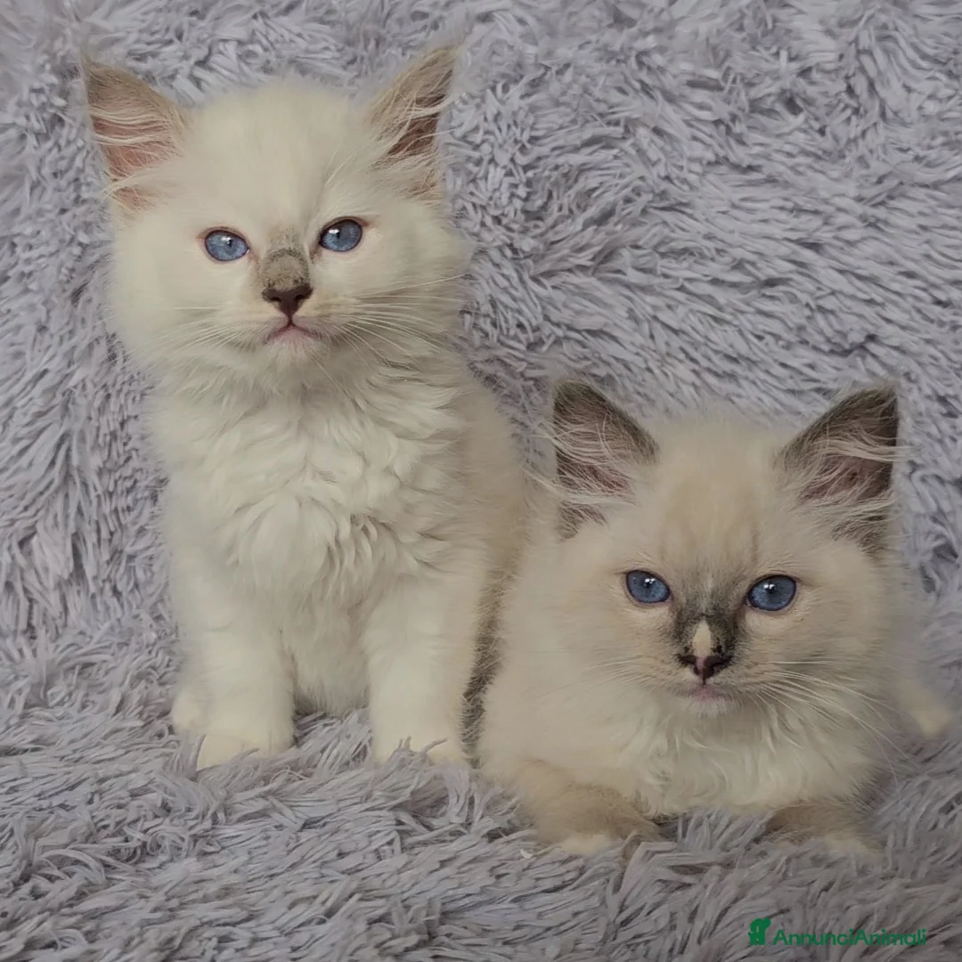 Immagine della galleria {{count}}