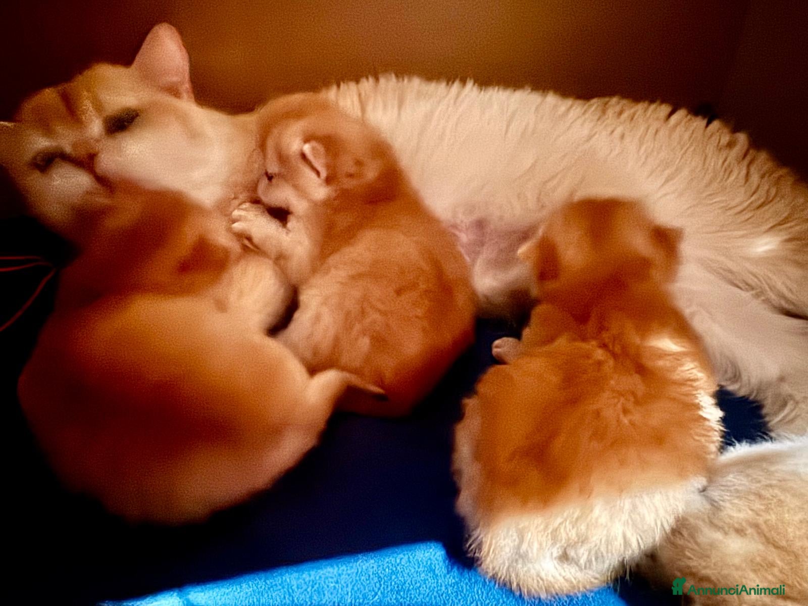 British gatti Gattini British shorthair golden chell ny12 - Annuncio 2