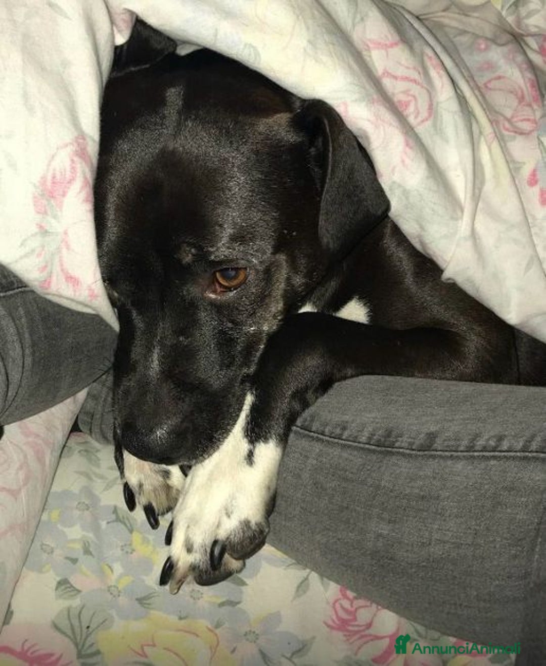 Meticcio cani in regalo: JAISON socievole con le persone! - Annuncio 3