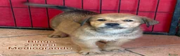 Meticcio cani in regalo: CUCCIOLI ABBANDONATI: URGENTE  a Città Metropolitana di Torino - Annuncio 5