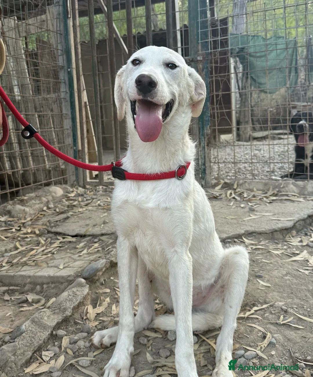 Meticcio cani in regalo: Ringo dolcissimo - Annuncio 2