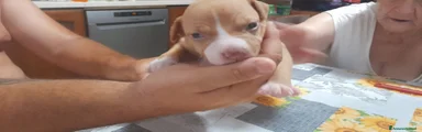 American Pitbull Terrier UKC 3