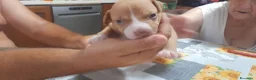 Pitbull cani in vendita: American Pitbull Terrier UKC  a Provincia di Alessandria - Annuncio 4