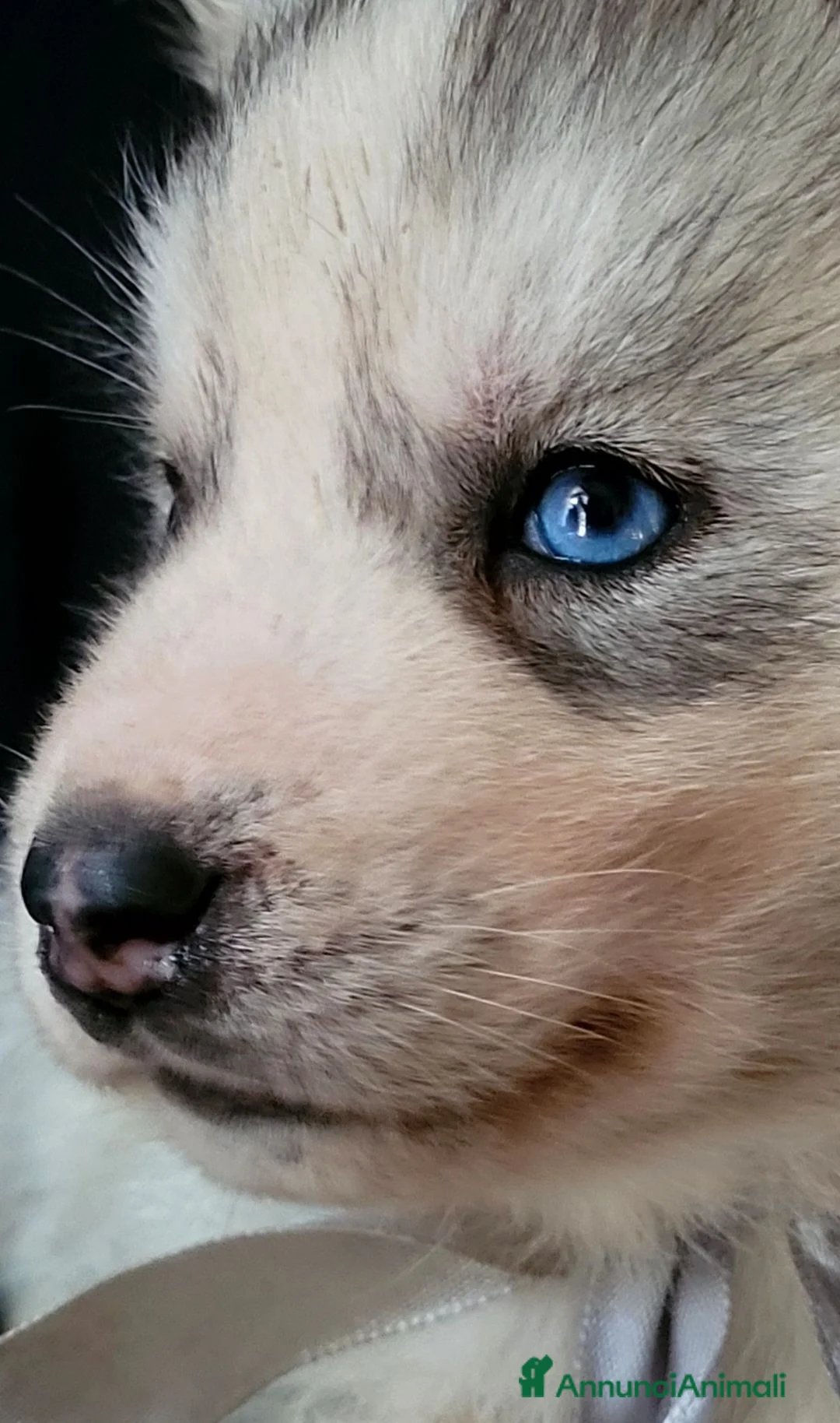 Husky cani in vendita: SIBERIAN HUSKY CUCCIOLATA CON PEDIGREE  - Annuncio 2