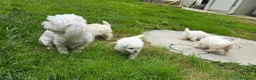 Maltese cani in vendita: Maltese  - Annuncio 2