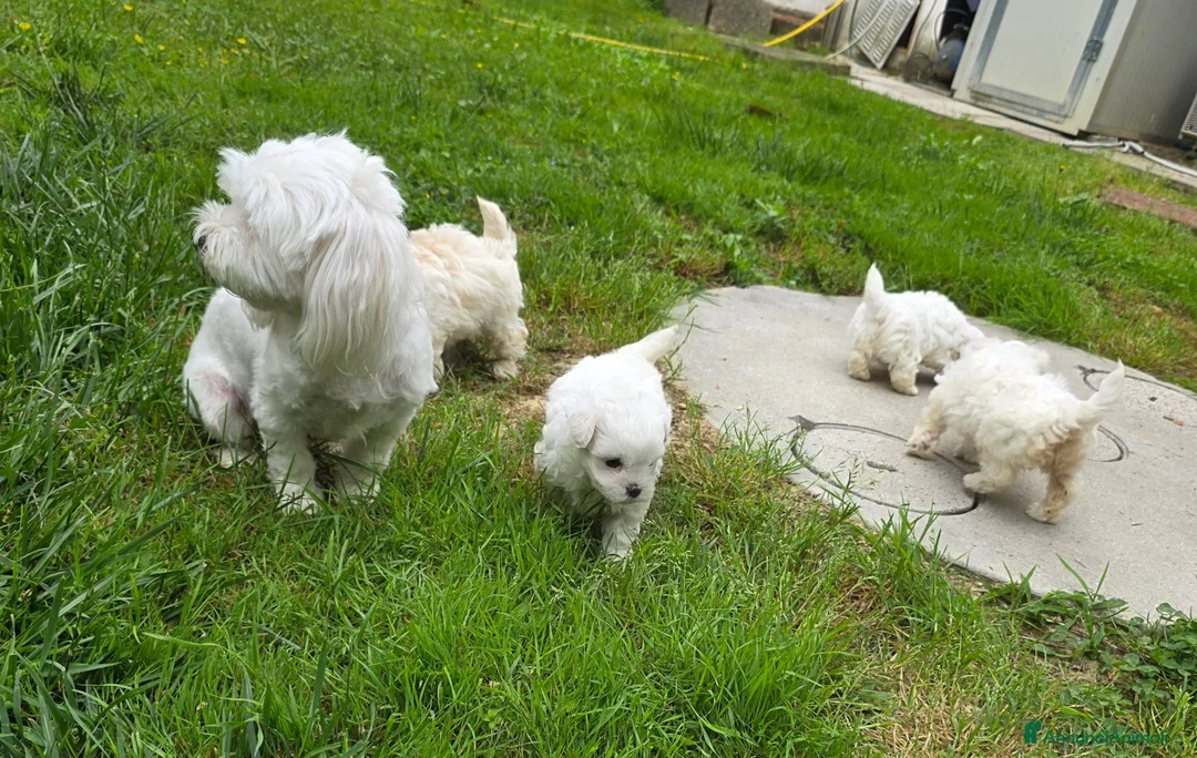 Maltese cani in vendita: Maltese  - Annuncio 2