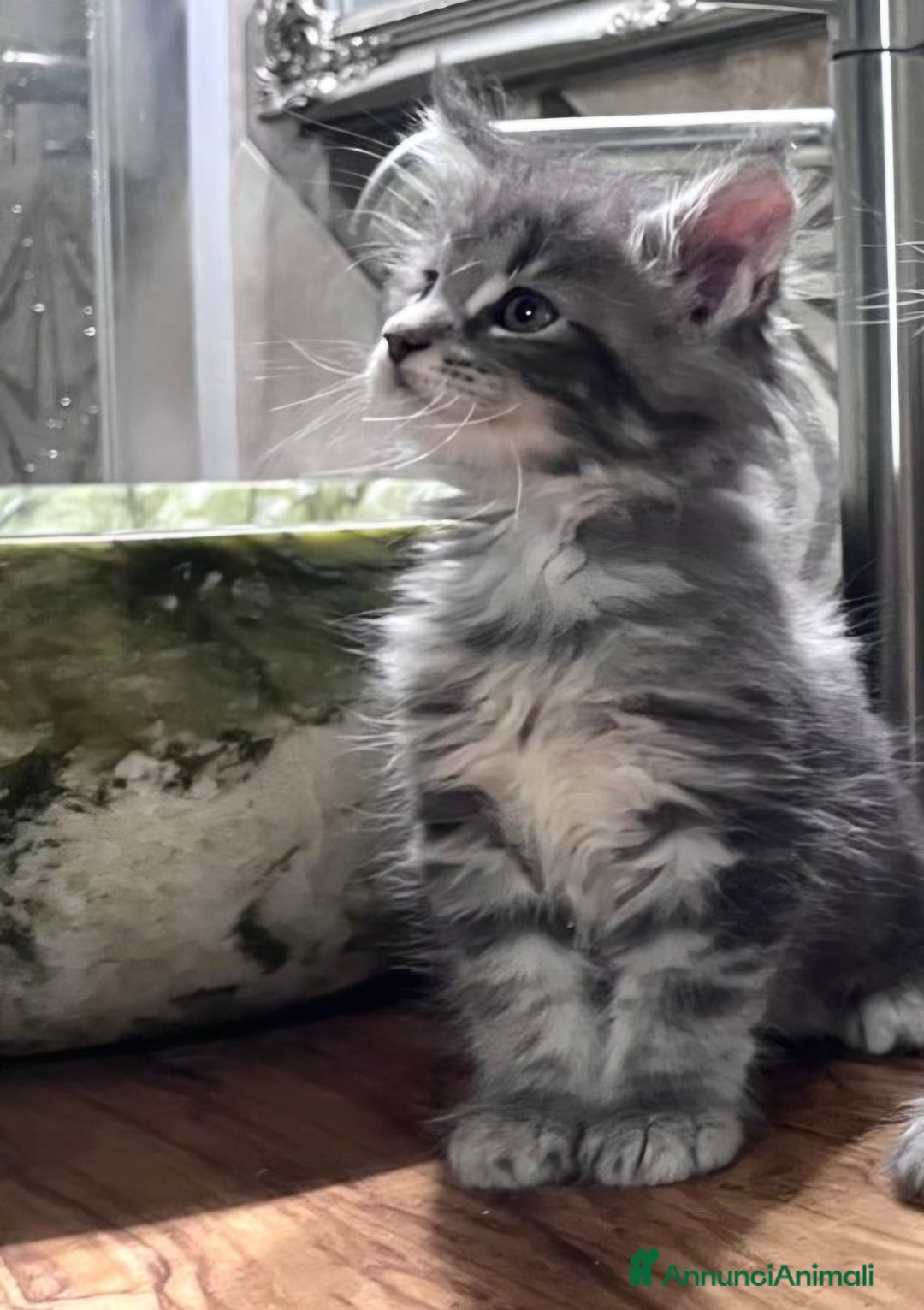 Maine Coon gatti in vendita: Cuccioli di Maine Coon Top linea estera - Annuncio 3