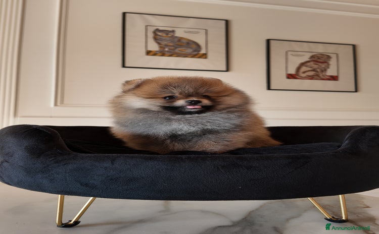 Volpino Pomerania cani a Provincia di Vicenza - Annuncio 2