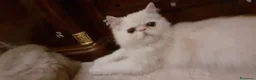 Persiano gatti in vendita: Gattino persiano ipertipico  - Annuncio 4