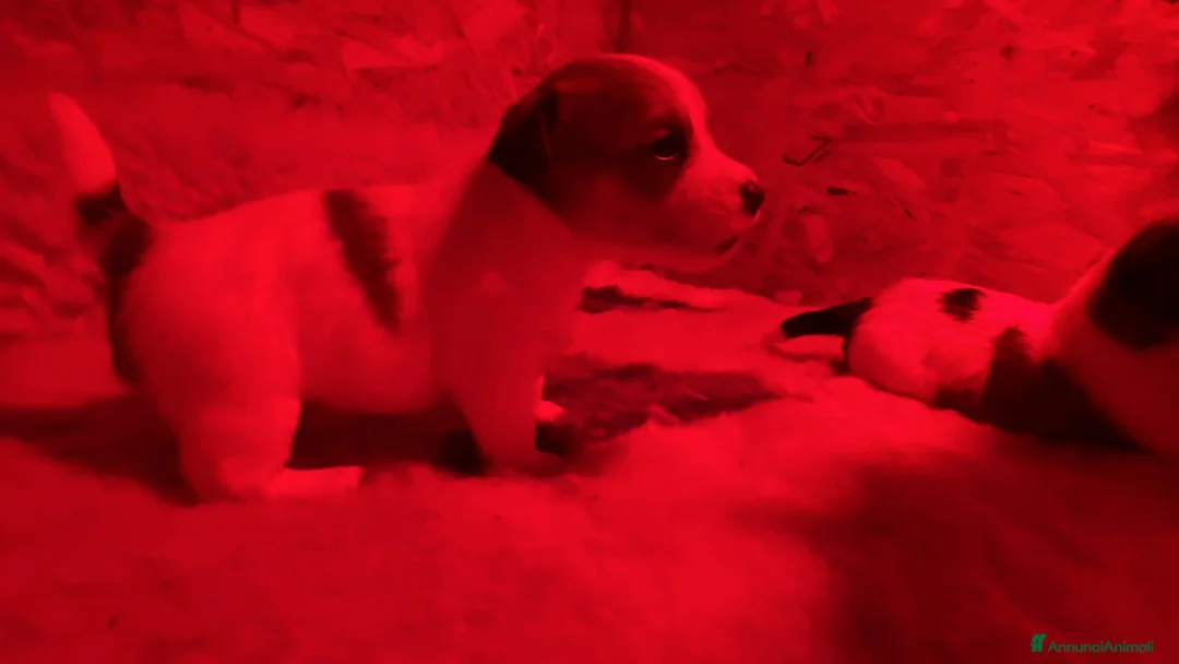 Jack Russell cani in vendita: JACK RUSSELL TERRIER PELO RUVIDO - Annuncio 24