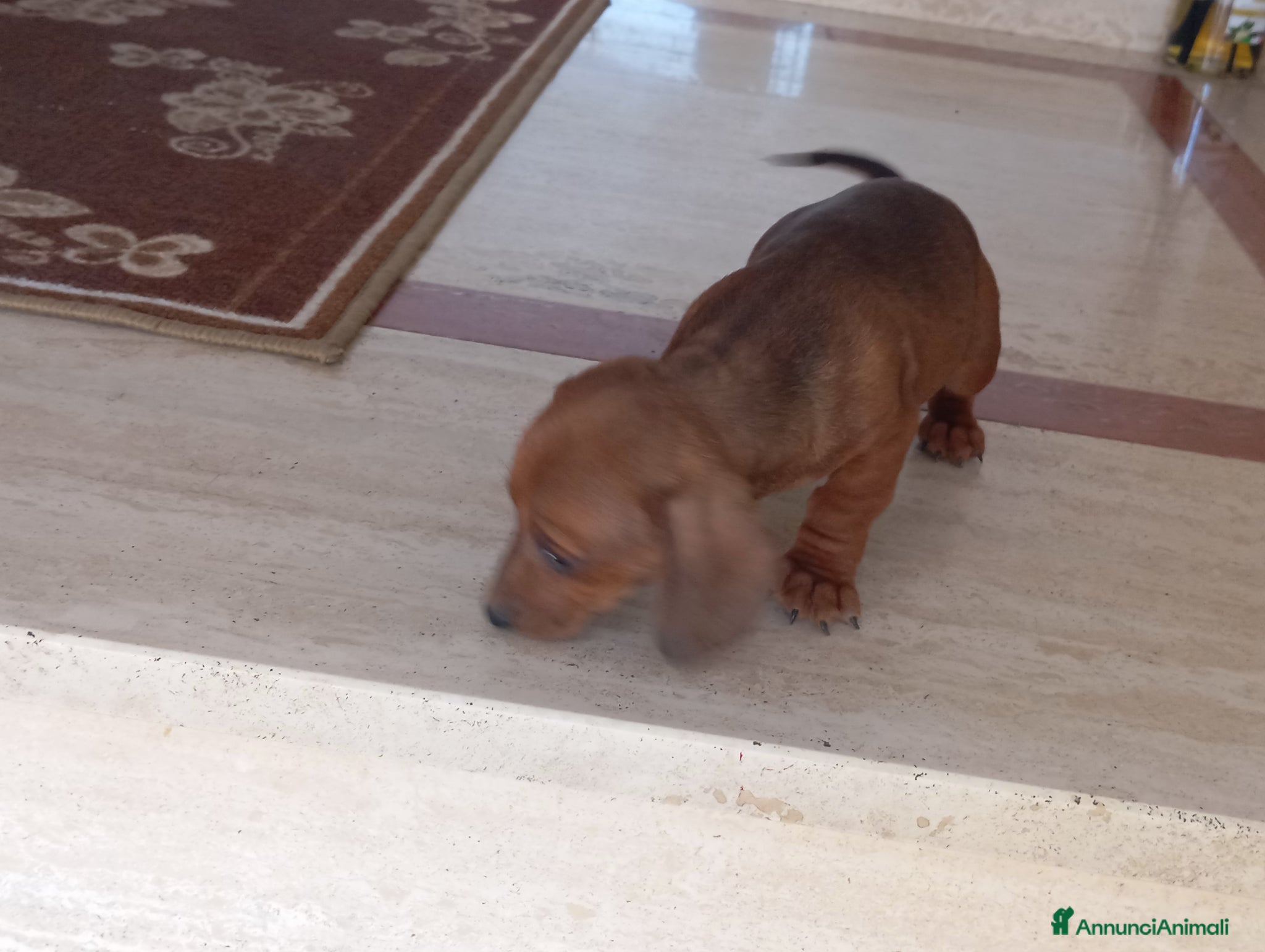 Bassotto cani Cuccioli di bassotto - Annuncio 5