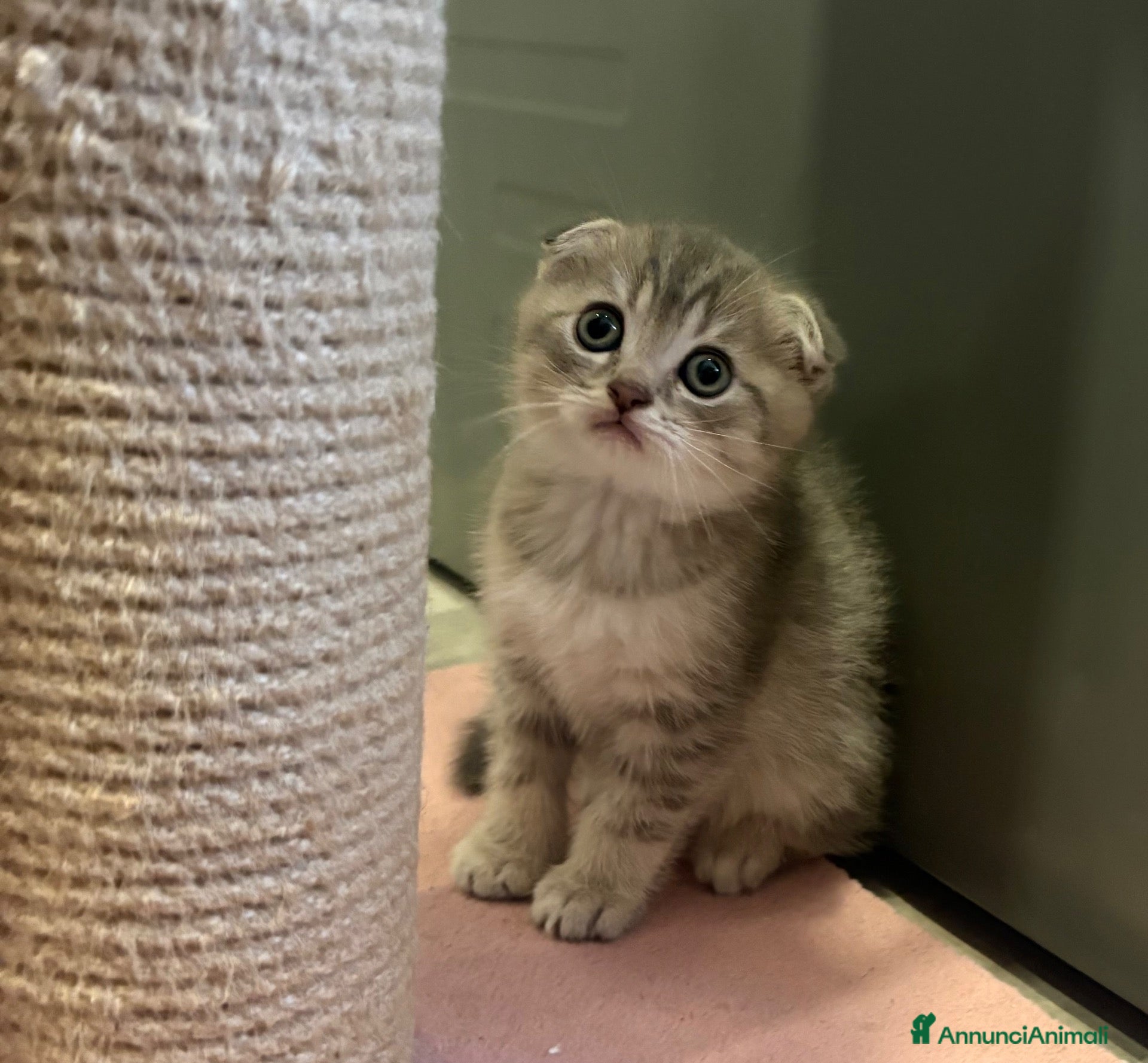 British gatti Scottish fold sthrait  - Annuncio 2