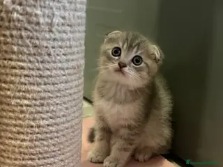 British gatti Scottish fold sthrait - Annuncio 2