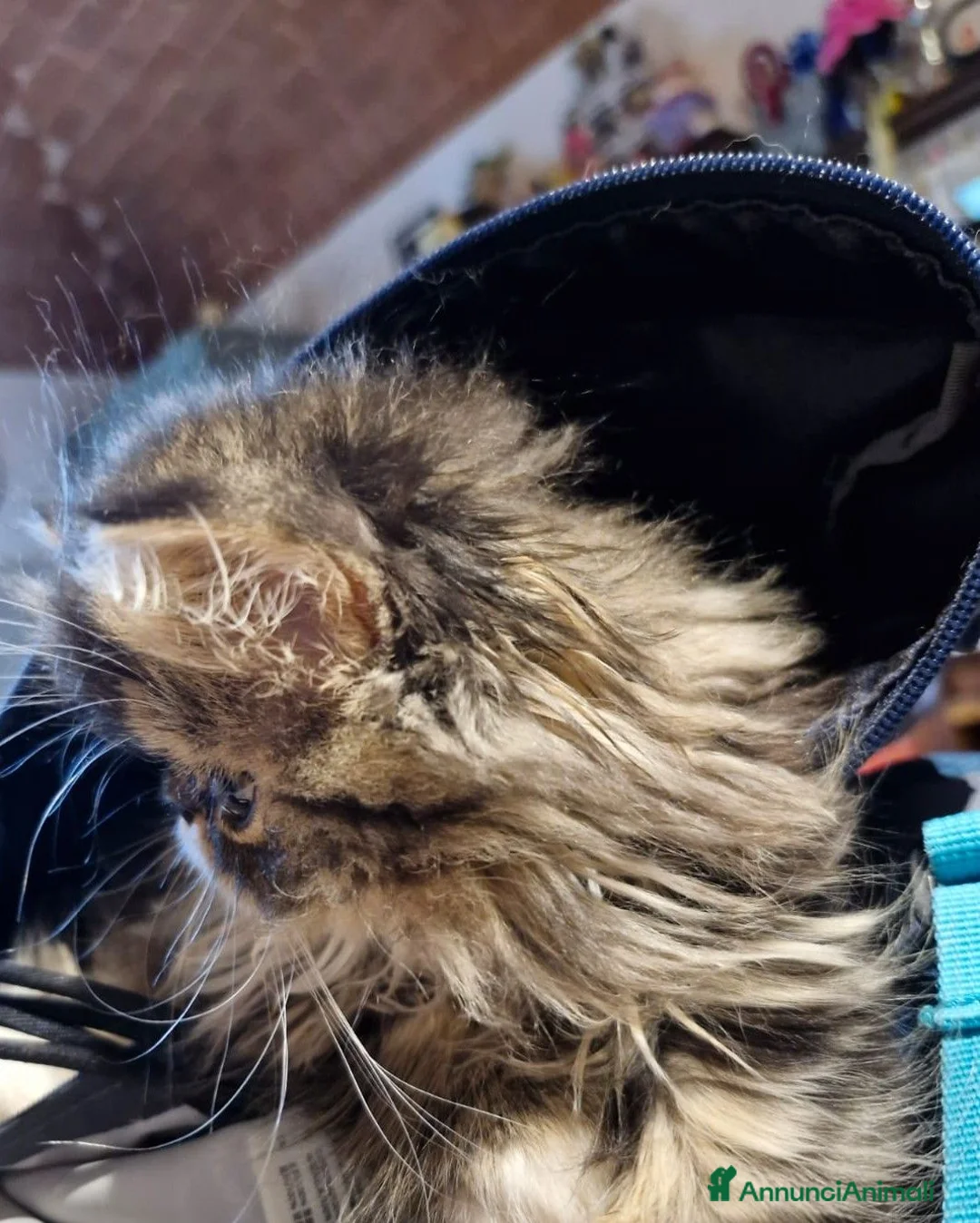 Persiano gatti in vendita: Splendido maschietto persiano a Provincia di Pisa - Annuncio 1