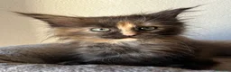 Maine Coon gatti in vendita: Femmine Maine Coon  - Annuncio 8