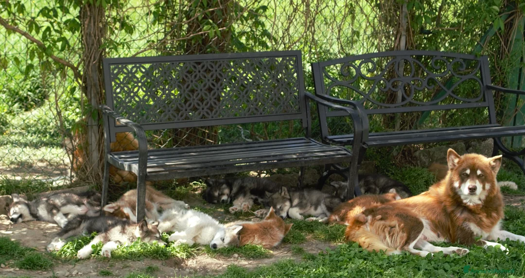 Alaskan Malamute cani in vendita: Cucciola di alaskan malamute  - Annuncio 4