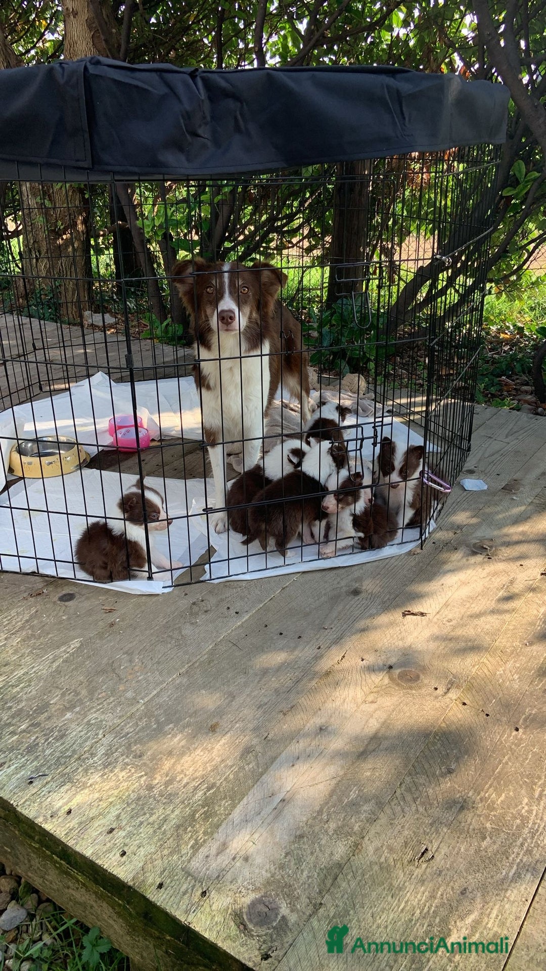 Australian Shepherd cani in vendita: Cucciolo pastore australiano in vendita  - Annuncio 2