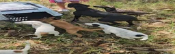 Meticcio cani in regalo: Gennarina: taglia contenuta, dolce e socievole  - Annuncio 7