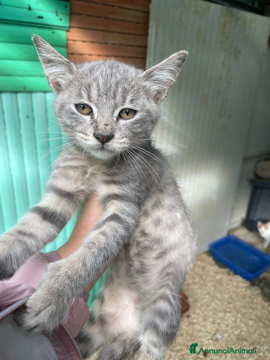 Meticcio gatti in regalo: TIGRO a Città metropolitana di Roma Capitale - Annuncio 9