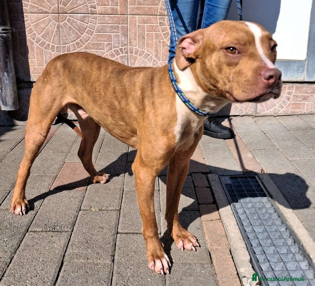 Meticcio cani in regalo: DANKO PIT BULLINO - Annuncio 10